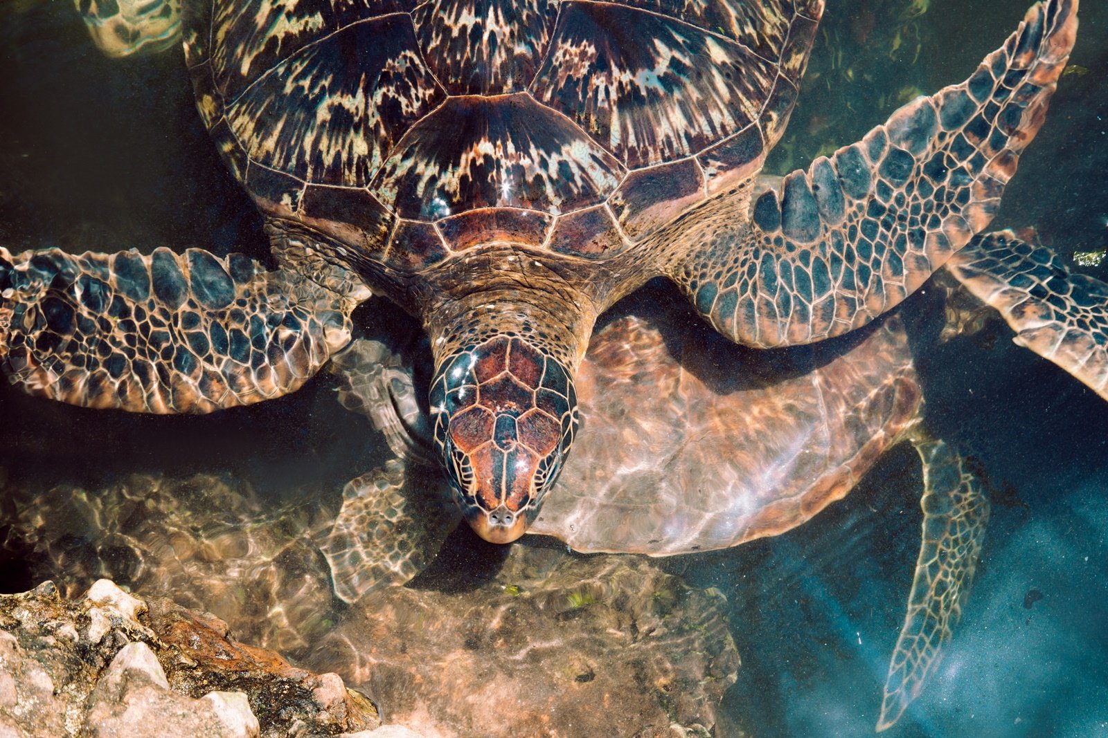Želví akvárium a loď při západu slunce v Nungui - foto 3