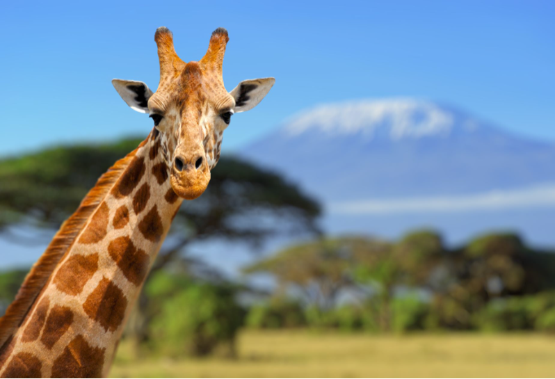 3 dny Tsavo West Amboseli Safari