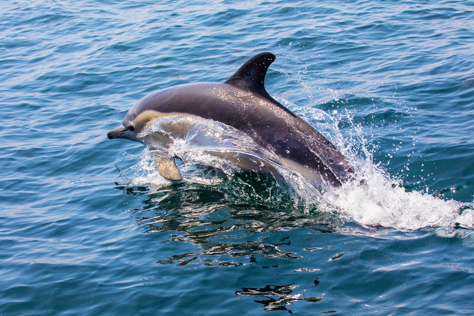 Delfin utazás
