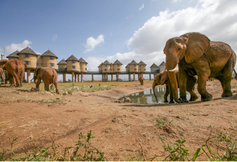 4 dni Tsavo East, Amboseli i wzgórza Taita
