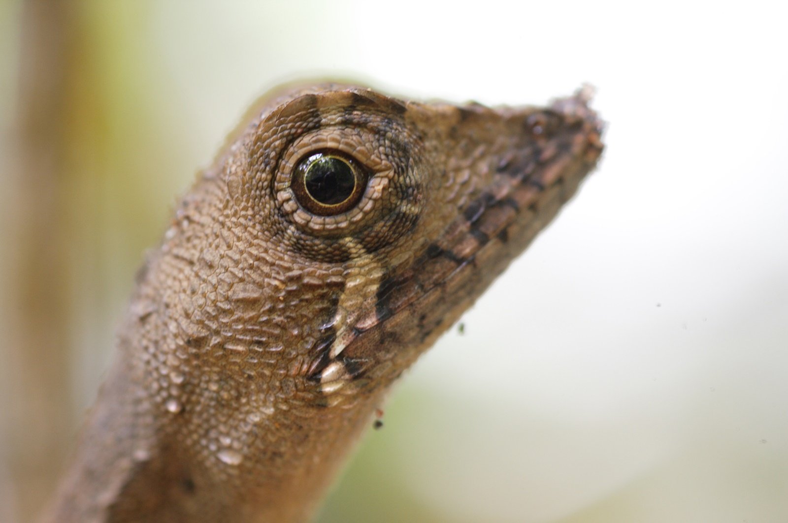 Sinharaja