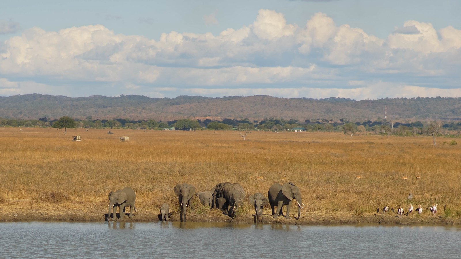 Safari národní park Mikumi – jeden den