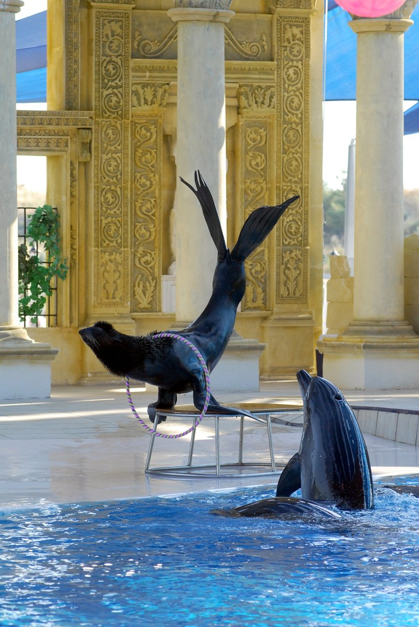 Dolphin Show w Adaland - Didim