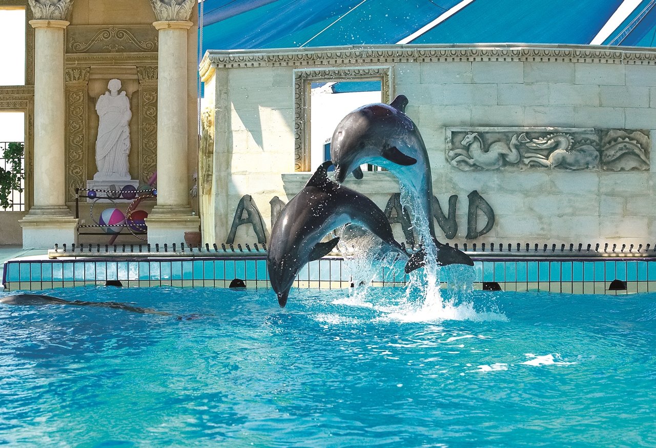 Dolphin Show w Adaland z Didim