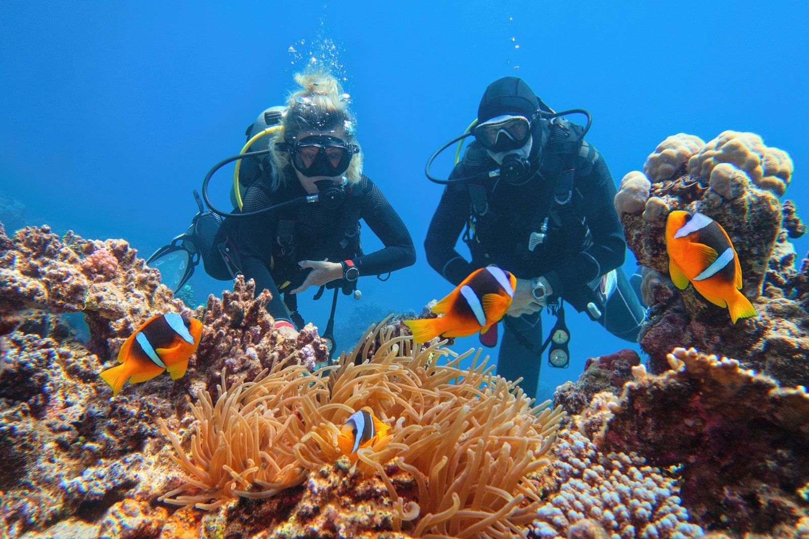 Sharm El Naga + nurkowanie (1 zejście)