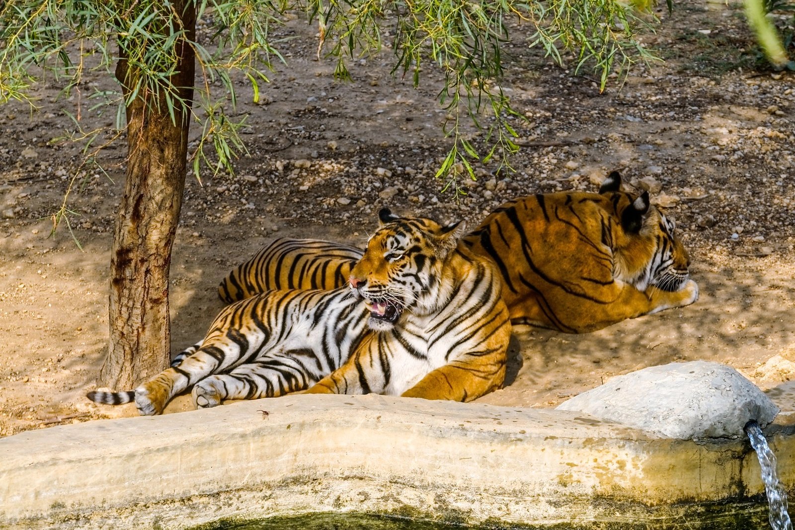 Friguia Park z Hammametu i Korby