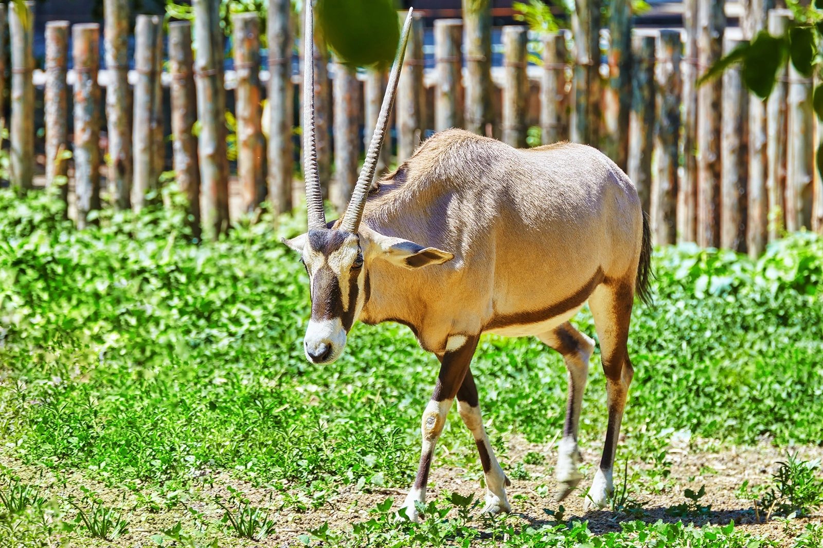Friguia Park z Hammametu i Korby