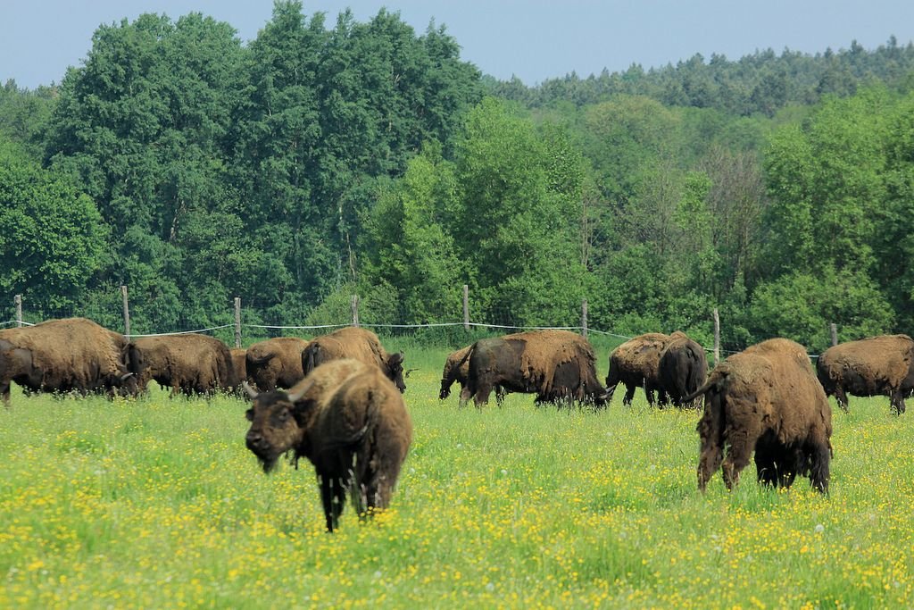 Národní park Bialowieza 