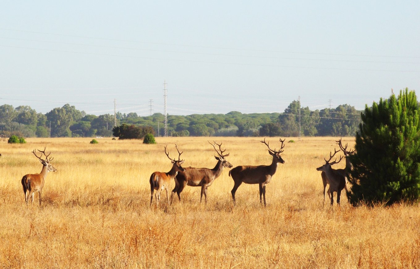 Park Narodowy Donana i El Rocío