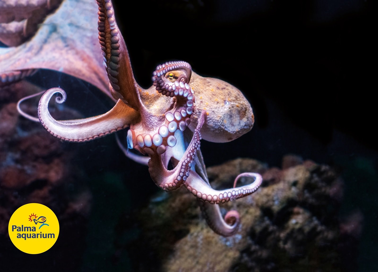 Palma Akwarium z południa wyspy