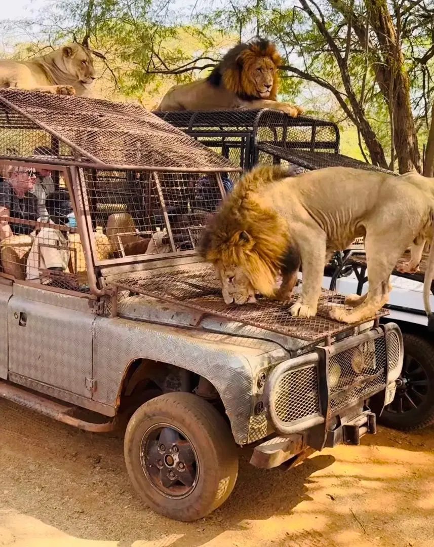 Safari w Bandii - bliskie spotkanie z wielkimi kotami
