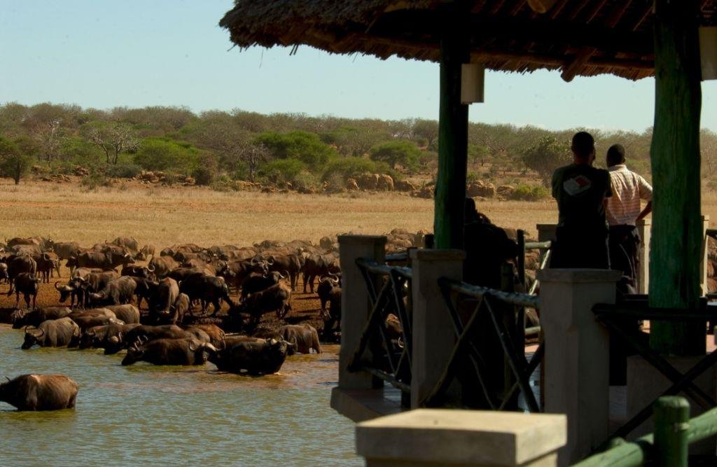 Tsavo Safari