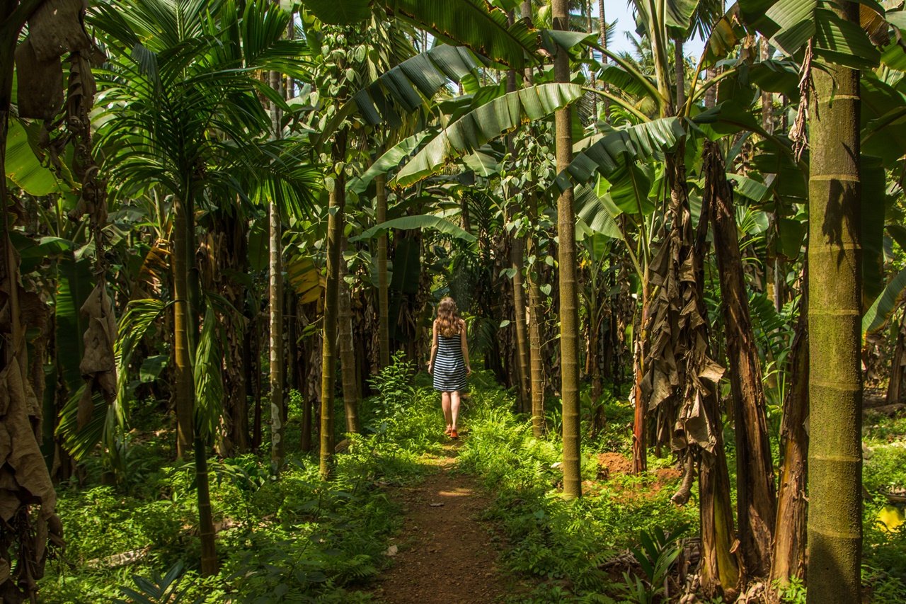 Plantacja przypraw i Świątynie Goa