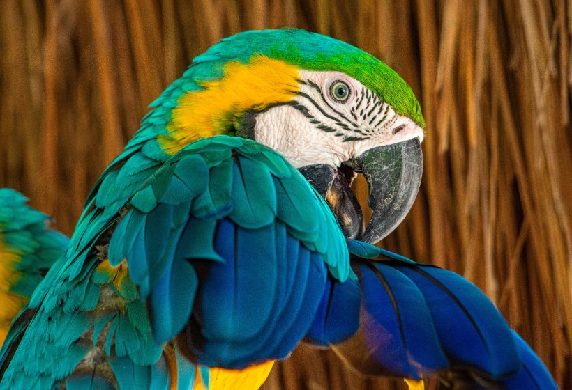 Kolumbijska Ptaszarnia – Odkryj Sanktuarium Ptaków