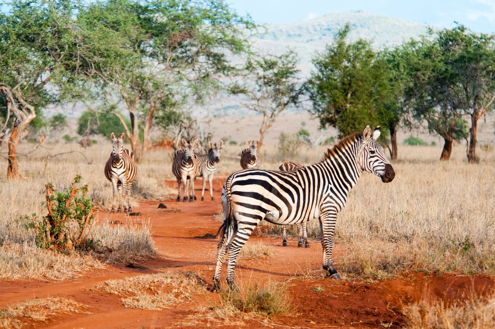 Wzgórza Taita i safari Ngutuni – 2 dni