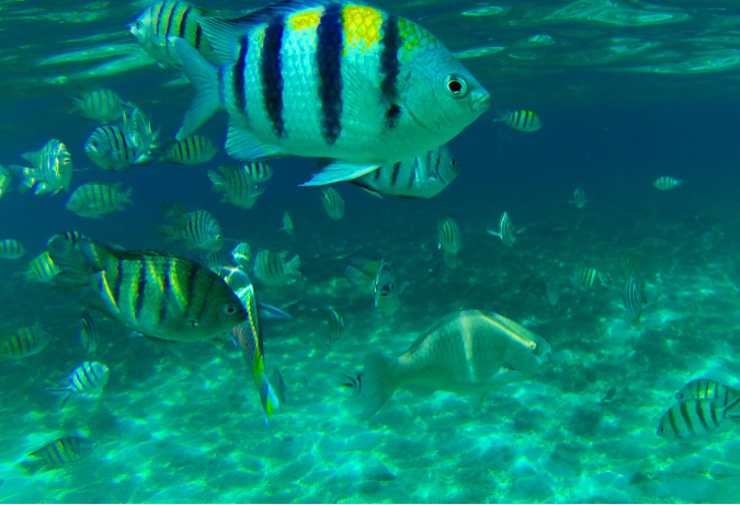 Discover Scuba Diving – 4 zejścia nurkowe (z Hammametu)