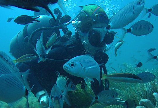 Discover Scuba Diving – 1 zejście nurkowe (z Hammametu)