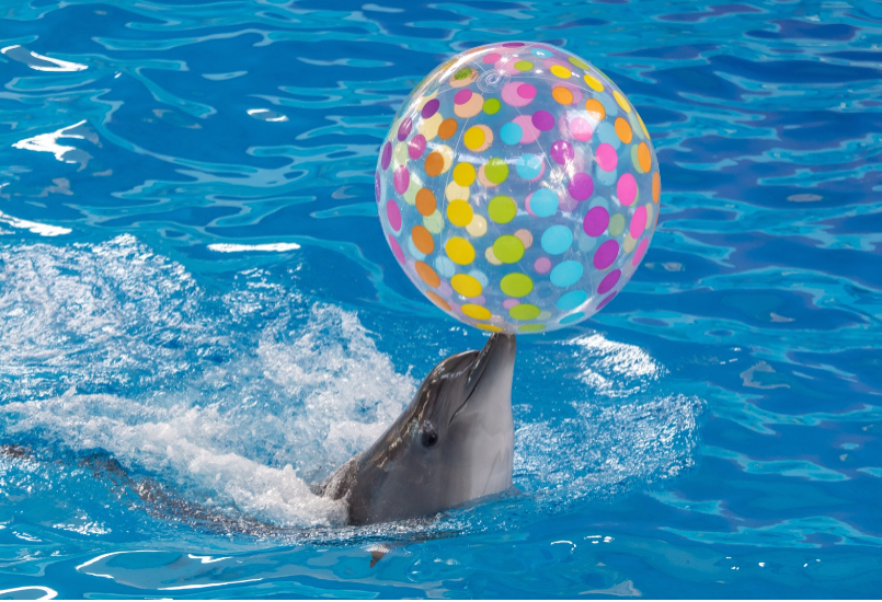 Pokaz delfinów - rodzinna rozrywka i morska atrakcja