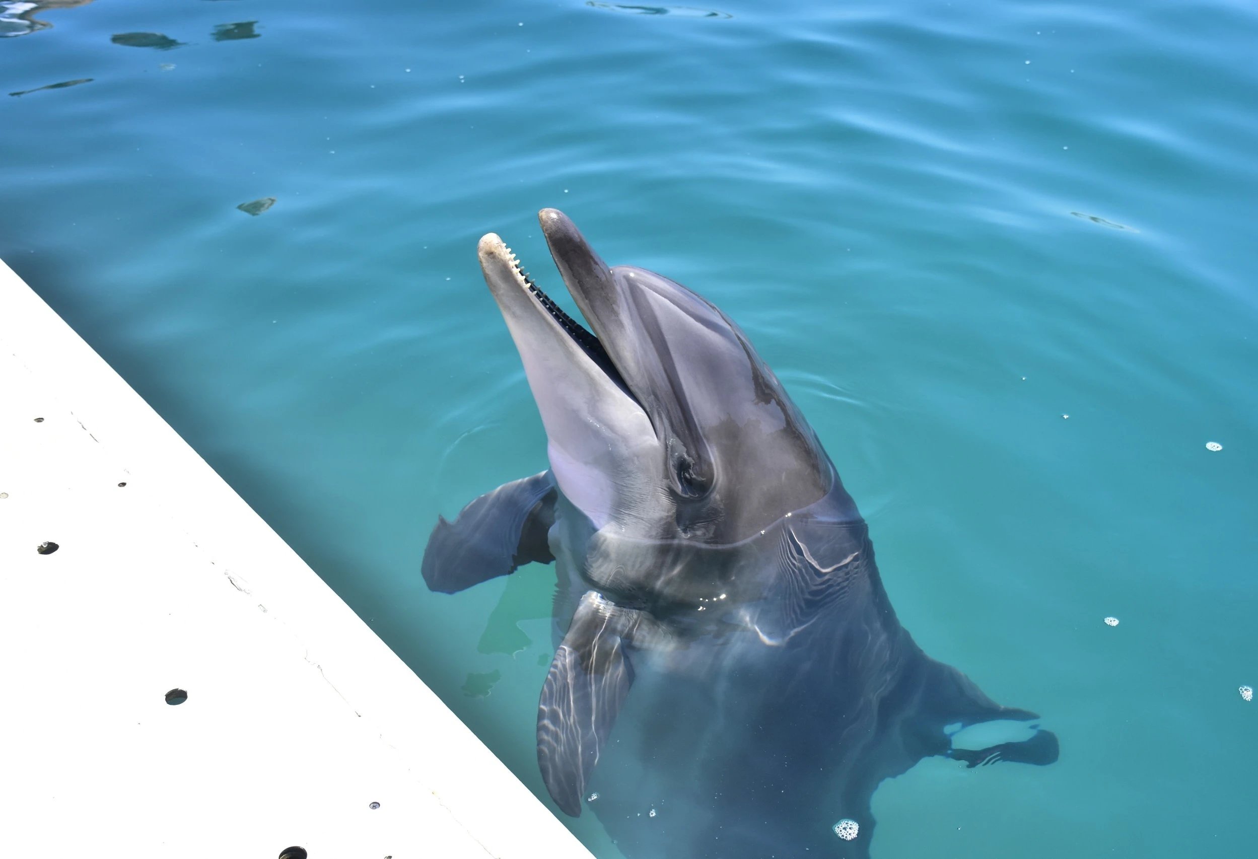 Dolphin Show Bodrum - poznaj niezwykły świat delfinów