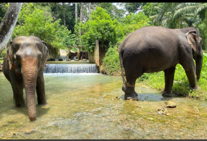 Etyczny rezerwat słoni i wodospad Huay To  