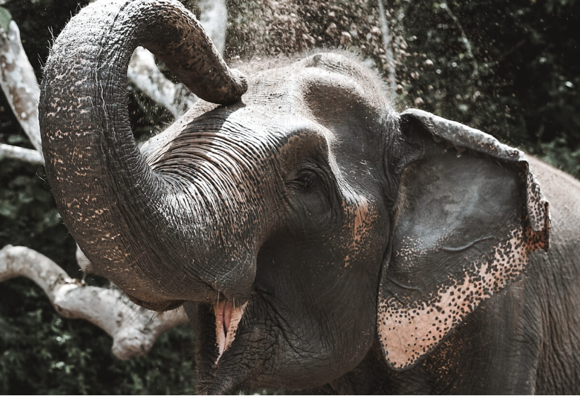 Etyczne sanktuarium dla słoni