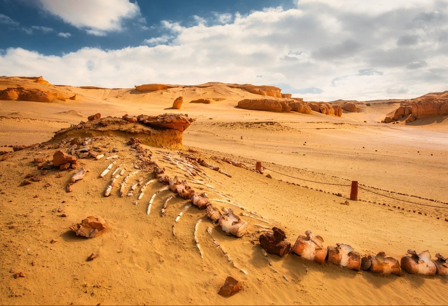 Fajum Jeep Safari - Dolina Wielorybów, Wadi El Rayan i Magic Lake