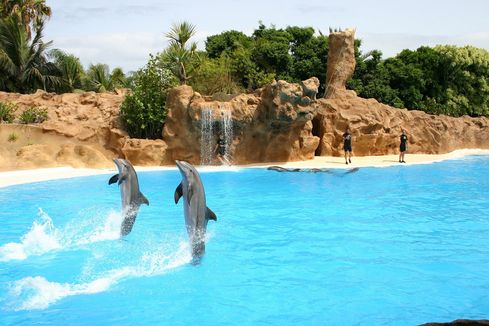 Swimming with dolphins