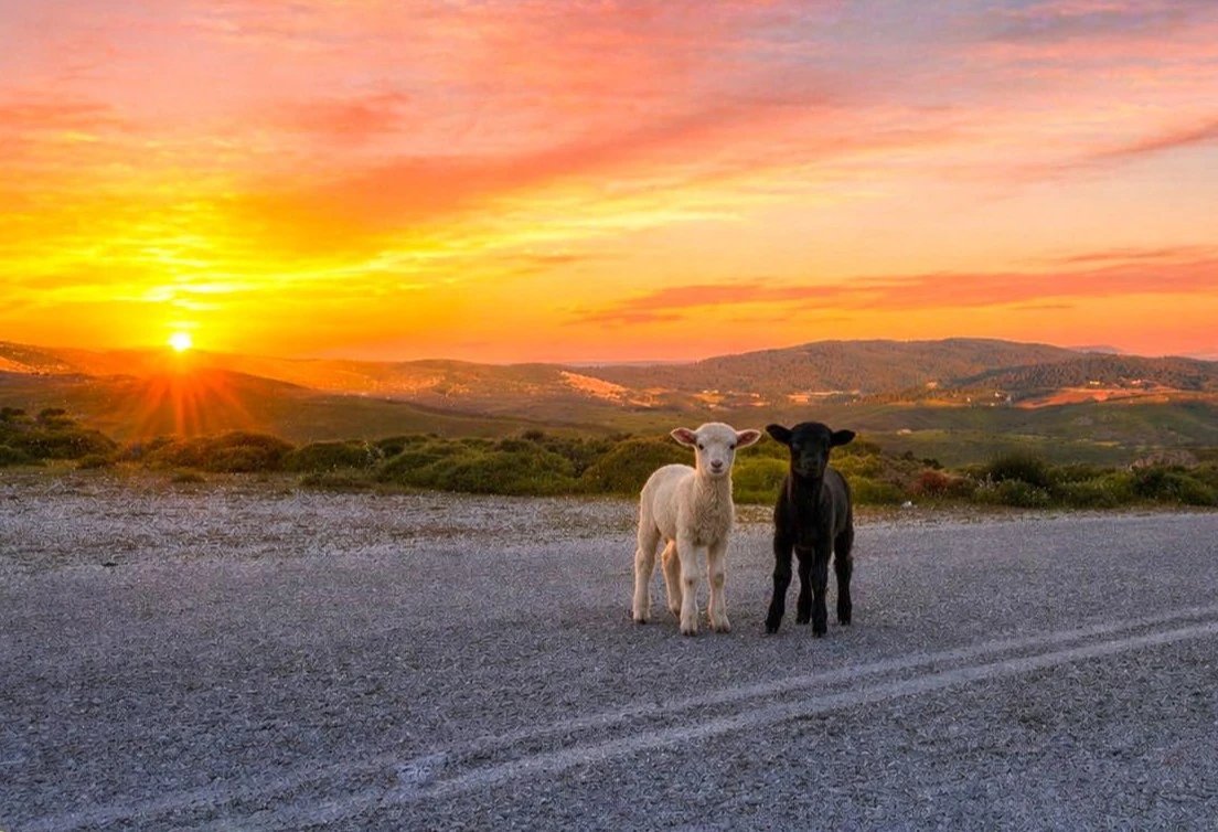 Celodenní autobusový výlet na Skyros