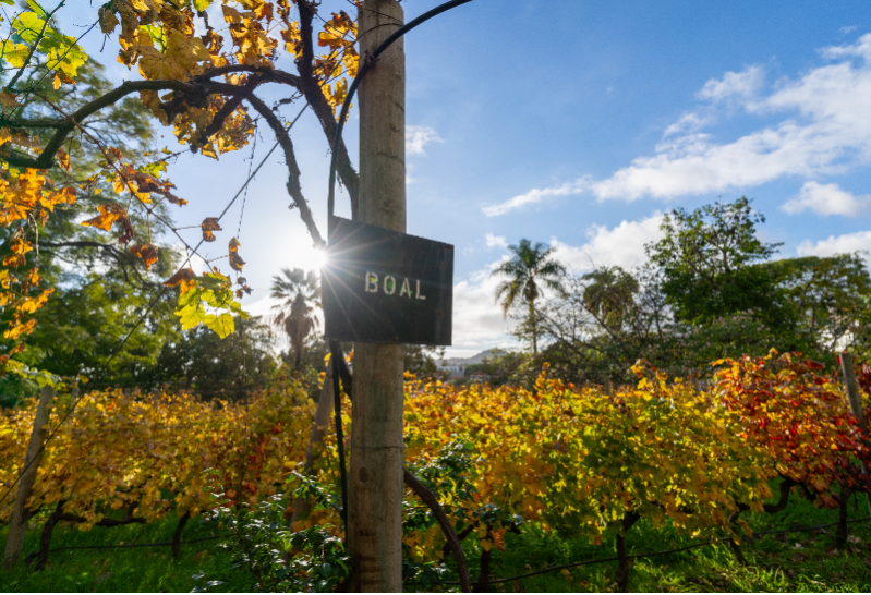 Heritage Wine Tour - vinice Quinta de Santa Luzia