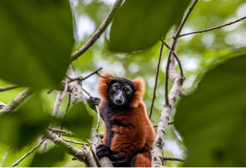 Rezerwat przyrody Lokobe