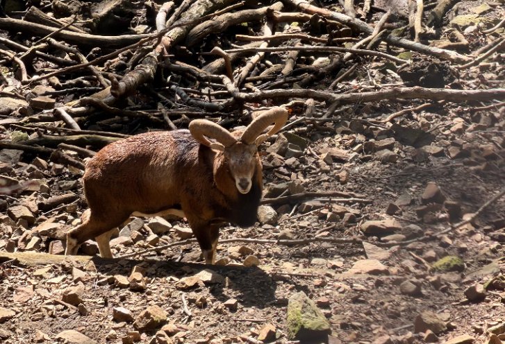 Jeep Safari Cypr - Przygoda z muflonami i dzika natura z Pafos