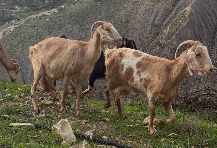 Jeep Safari Cypr - Przygoda z muflonami i dzika natura z Latchi