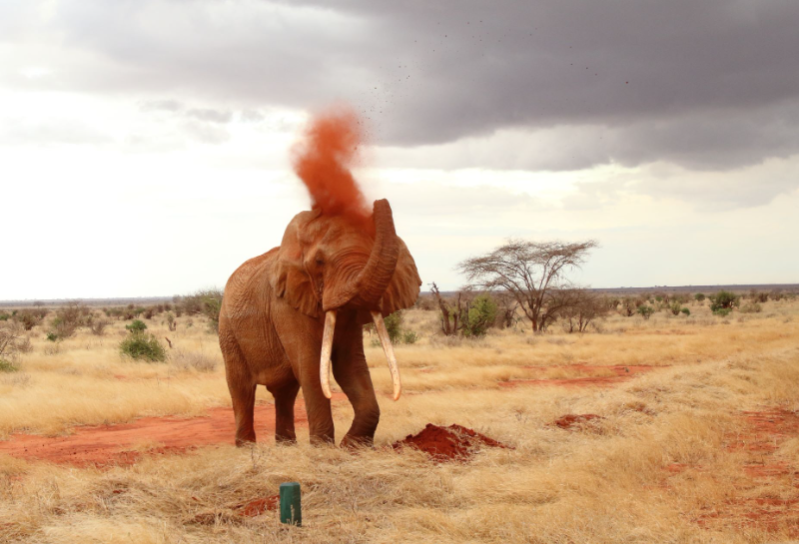 2-dniowe safari do Ngutuni i Salt Lick