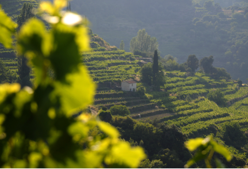 Dolina Słowików i Manolates - trekking w górskim sercu Samos