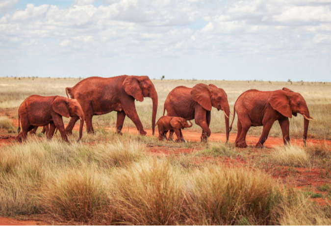 Jednoho dne Tsavo East Safari 