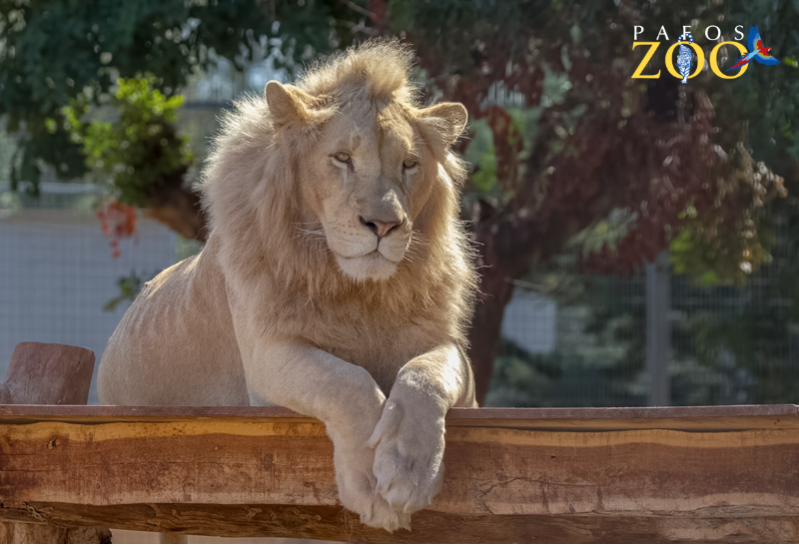 Zoo w Pafos – indywidualne zwiedzanie 