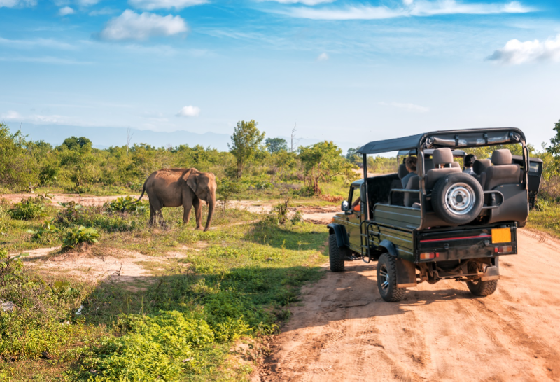 Safari i plantacja herbaty w Udawalawe