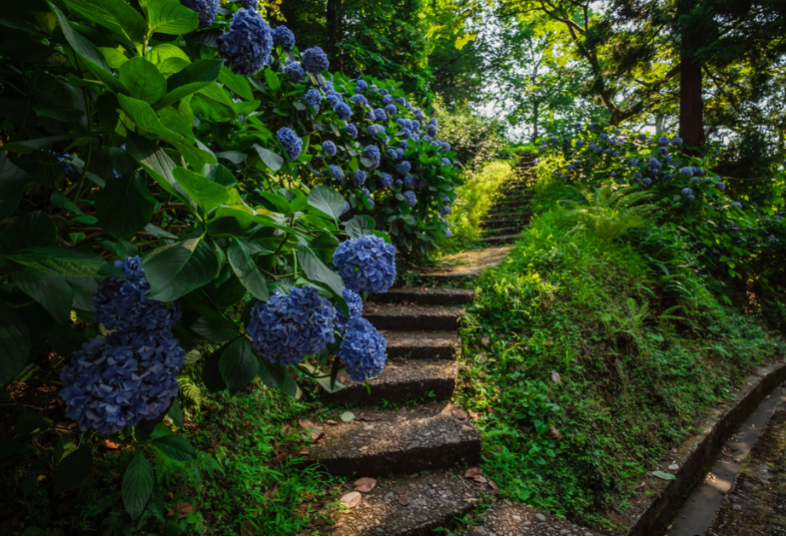 Region Samegrelo z Pałacem Dadiana i Ogrodem Botanicznym z Batumi