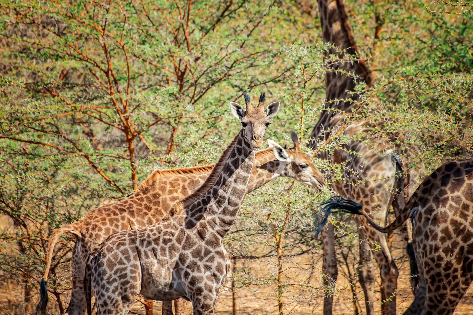 Rezerwat Bandia - safari, afrykańska fauna i baobaby