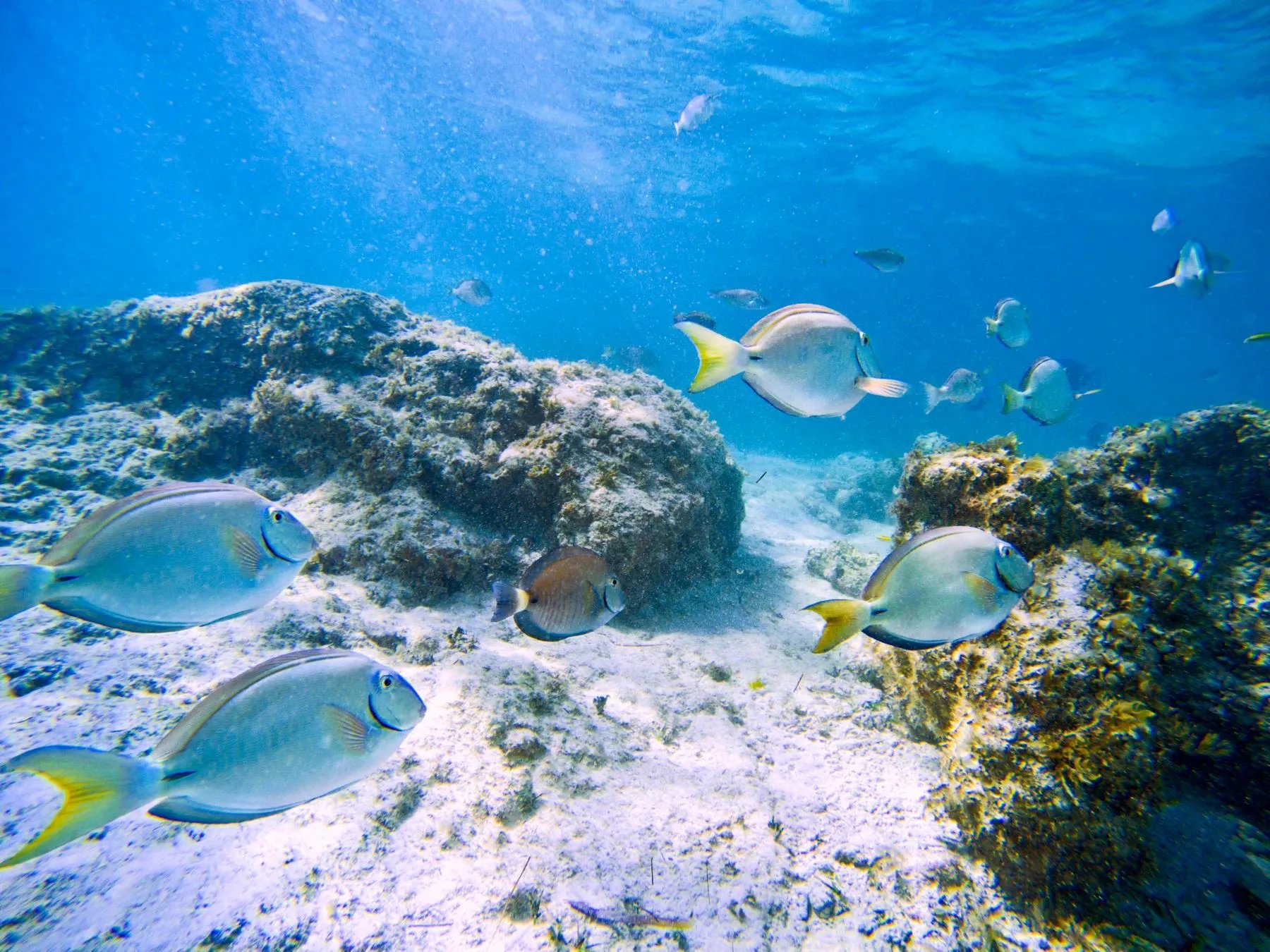 Snorkeling
