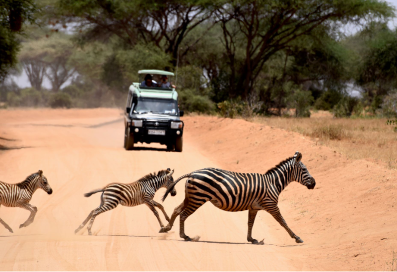 Tsavo Safari - 2 dni z Watamu