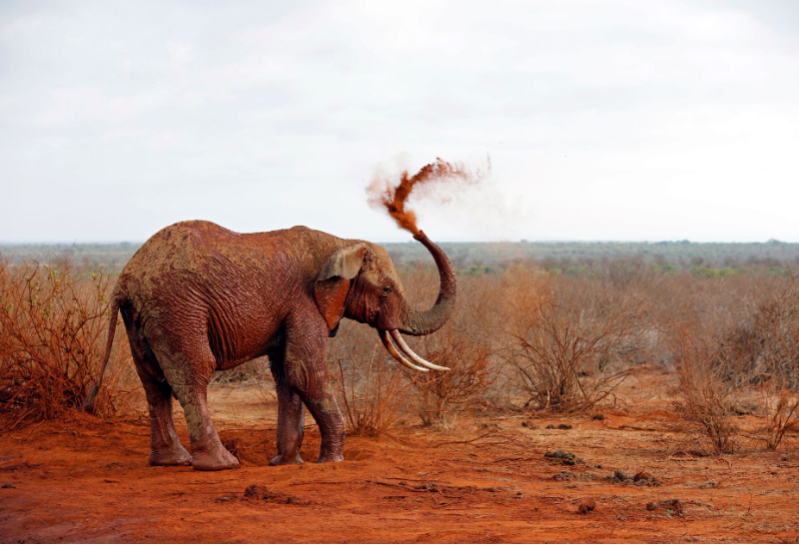 Tsavo Safari - 2 dni