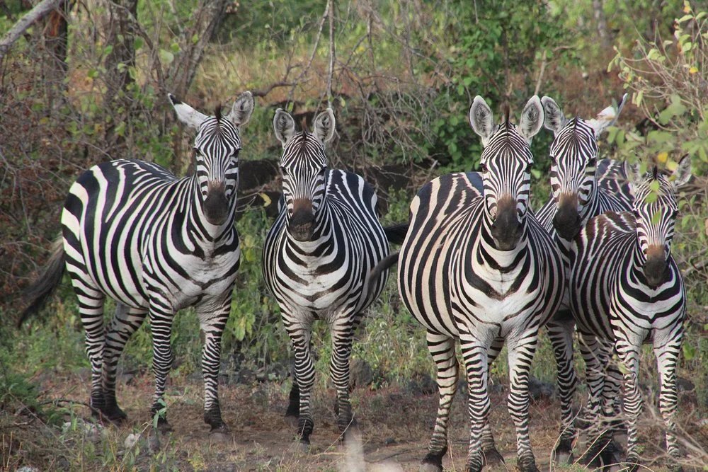 Safari na 2 noci – Tsavo West &amp; Tsavo East
